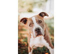 Adopt 72350a Kalimba a Brown/Chocolate American Staffordshire Terrier / Mixed