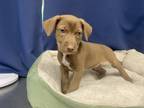Adopt Bonnie a Brown/Chocolate Mixed Breed (Medium) / Mixed dog in Houston