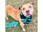 Adopt Rocky a Tan/Yellow/Fawn Terrier (Unknown Type, Small) / Mixed dog in