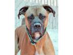 Adopt Dougis a Brown/Chocolate Boxer dog in Kingman, AZ (41317901)