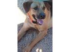 Adopt Molly* a Brown/Chocolate Beagle / Rottweiler dog in Kingman, AZ (41231899)