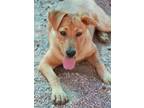 Adopt Elsa* a Brown/Chocolate Shepherd (Unknown Type) dog in Kingman