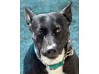Adopt Nova a Black Shepherd (Unknown Type) dog in Kingman, AZ (41231894)