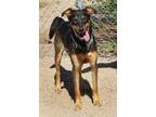 Adopt Huxley* a Black Shepherd (Unknown Type) dog in Kingman, AZ (41231893)