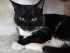 Adopt Amelia a Domestic Shorthair / Mixed (short coat) cat in Skippack