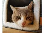 Adopt Papa Giorgio a Domestic Shorthair / Mixed (short coat) cat in Skippack