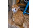 Adopt Tripp a Domestic Shorthair / Mixed (short coat) cat in Skippack