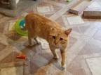 Adopt Tom a Domestic Shorthair / Mixed (short coat) cat in Skippack