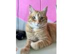 Adopt Bear a Orange or Red Domestic Mediumhair / Mixed (medium coat) cat in Fort