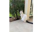 Adopt Willow a White (Mostly) Calico / Mixed (short coat) cat in Woodbridge