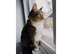 Adopt Maya a Tan or Fawn (Mostly) American Shorthair / Mixed (short coat) cat in