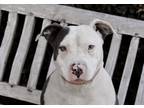 Adopt Tulip - InCReDiBle GaL! a White - with Gray or Silver Pit Bull Terrier /