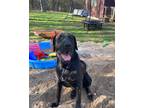 Adopt Max a Black Great Dane / Labrador Retriever / Mixed dog in Newaygo