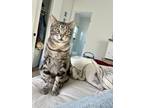Adopt Ozzy a Gray, Blue or Silver Tabby American Shorthair / Mixed (short coat)