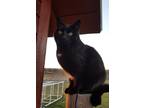 Adopt Marty a Black (Mostly) Domestic Shorthair / Mixed (medium coat) cat in