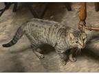 Adopt Maze a Brown Tabby American Shorthair / Mixed (short coat) cat in Glen
