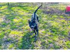 Adopt Squeeks a Black Labrador Retriever / Shepherd (Unknown Type) / Mixed dog