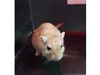 Adopt Bungie a Tan or Beige Gerbil / Gerbil / Mixed small animal in Cleveland
