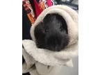 Adopt Tick Tock a Black Guinea Pig / Mixed (short coat) small animal in