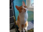 Adopt Sherbert at Clayview a Orange or Red Domestic Shorthair / Domestic