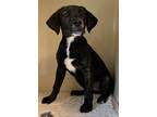 Adopt jacob a Black Mixed Breed (Medium) / Mixed dog in Natchez, MS (41337673)