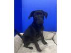 Adopt Tami Lynn a Black Labrador Retriever / Mixed Breed (Medium) / Mixed (short