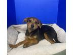Adopt Brandi Lynn a Brown/Chocolate Labrador Retriever / Mixed dog in Houston