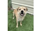 Adopt Piper a Tan/Yellow/Fawn Cairn Terrier dog in Sedalia, CO (41322382)