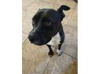 Adopt Baxter a Black - with White Pitsky / Mixed dog in N Las Vegas