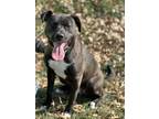 Adopt Mike a Black Alaskan Malamute / American Pit Bull Terrier / Mixed dog in