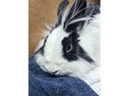 Adopt Libby a White Lionhead / Satin / Mixed (short coat) rabbit in Calgary