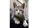 Adopt Sova a Gray or Blue Domestic Shorthair / Mixed Breed (Medium) / Mixed