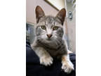 Adopt Sova a Gray or Blue Domestic Shorthair / Domestic Shorthair / Mixed cat in