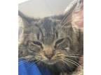 Adopt Eva a Gray or Blue Domestic Mediumhair / Domestic Shorthair / Mixed cat in