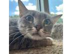 Adopt Cheetah a Gray or Blue Domestic Shorthair / Domestic Shorthair / Mixed cat