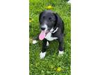 Adopt Thelma 5/11/2024 a Sheltie, Shetland Sheepdog / Mixed Breed (Medium) dog