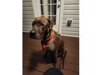 Adopt Ace a Brindle - with White Mutt / Mixed dog in Atlanta, GA (41337599)