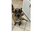 Adopt Sadie a Brindle German Wirehaired Pointer / Texas Heeler / Mixed dog in