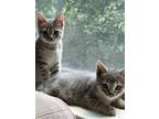 Adopt Yoike a Gray, Blue or Silver Tabby Tabby / Mixed (short coat) cat in