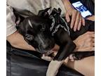 Adopt Declan - The Greenville Group a Black - with White Pit Bull Terrier dog in