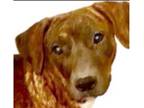 Adopt Lauren's Gems: Holly a Brindle Mixed Breed (Medium) dog in Dallas