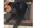 Adopt Lucky Litter: Gunnar a Labrador Retriever dog in Dallas, TX (40524858)