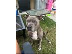 Adopt Nova a Brown/Chocolate American Pit Bull Terrier / Mixed dog in La Mesa