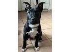 Adopt Steven! a Black - with White Pit Bull Terrier / Shepherd (Unknown Type) /