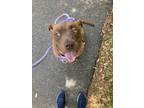 Adopt Tootsie a Brown/Chocolate - with White American Pit Bull Terrier /
