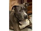 Adopt Maddox - watch video! a Gray/Silver/Salt & Pepper - with White American