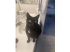 Adopt Bagheera a All Black American Shorthair / Mixed (short coat) cat in