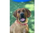 Adopt Red a Red/Golden/Orange/Chestnut Redbone Coonhound / Mixed dog in