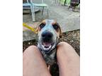 Adopt Stitches a Blue Heeler dog in Garner, NC (41100192)