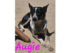 Adopt Augie a Black - with Brown, Red, Golden, Orange or Chestnut Australian